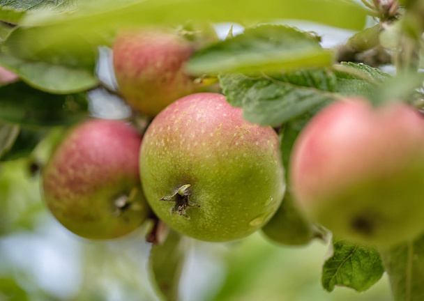 Зеленое свежее яблоко с каплями воды на ветке яблони
 - Фото, изображение