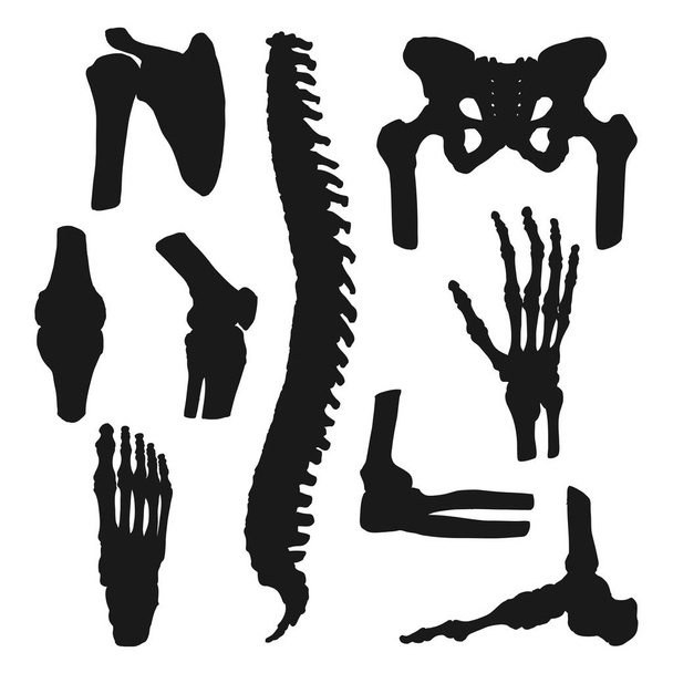 Orthopedische geneeskunde, menselijke botten en gewrichten - Vector, afbeelding
