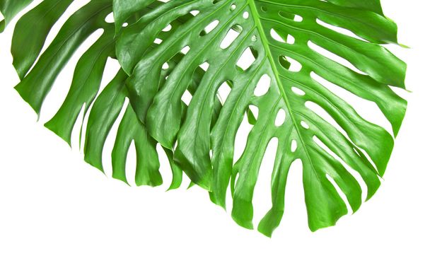 Two tropical leaves isolated on white - Φωτογραφία, εικόνα