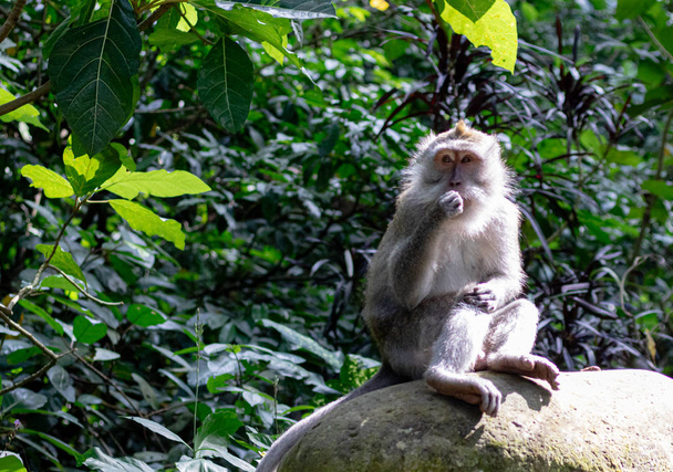 Un mono asiático sentado en una roca en Bali
 - Foto, imagen