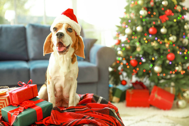 Leuke hond met kerstmuts in kamer ingericht voor Kerstmis - Foto, afbeelding