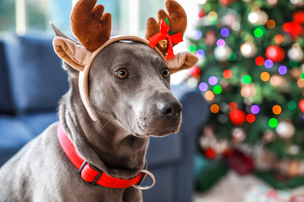 Lindo perro con cuernos de ciervo de Navidad en casa
 - Foto, imagen