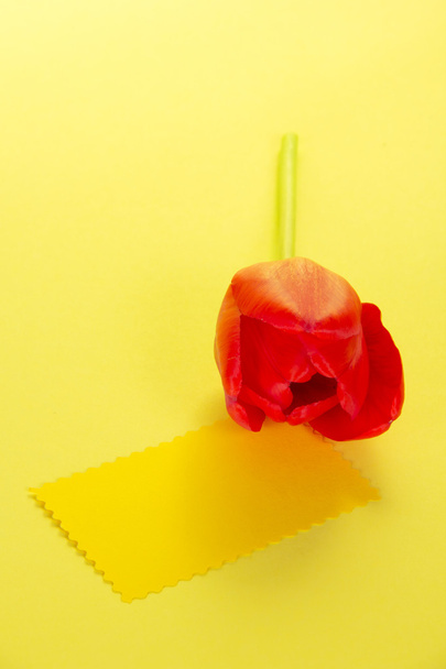 Red tulip and the empty card for the text on a yellow background - Foto, Bild