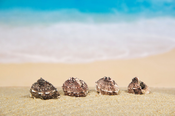 Beautiful sea cockleshells on the sandy coast - Fotó, kép