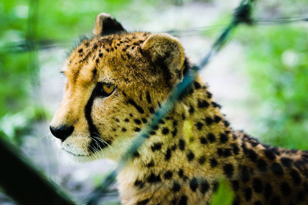 Cheetah in cattività, dietro una recinzione, bokeh
 - Foto, immagini