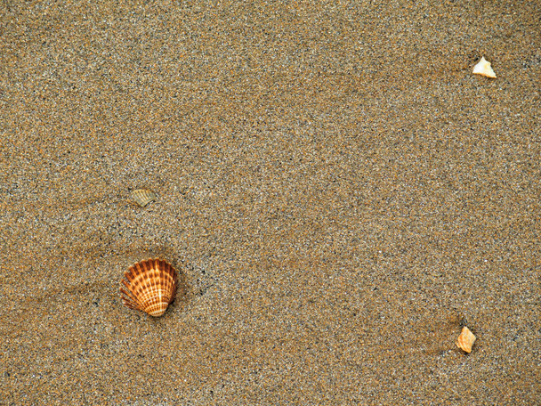 a kagylók a homokban - Fotó, kép