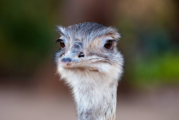 A closeup shot of a cute Greater rhea isolated on a blurred background - Фото, изображение