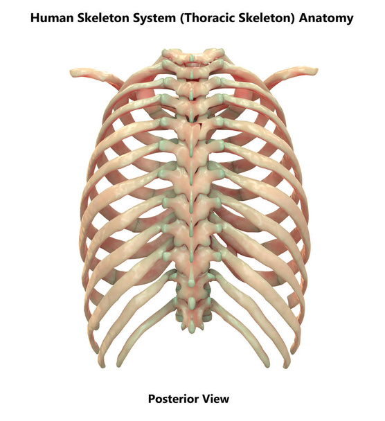 Ανθρώπινο σκελετικό σύστημα Αξονικός σκελετός Ανατομία Posterior View. 3d  - Φωτογραφία, εικόνα
