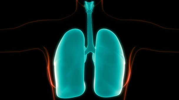 Human Respiratory System Lungs Anatomy 3D  - Фото, зображення