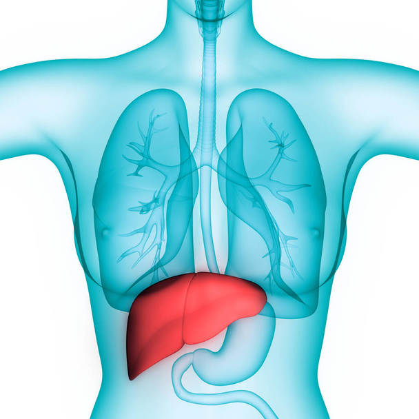 Anatomia do fígado do órgão digestivo interno humano. 3D  - Foto, Imagem