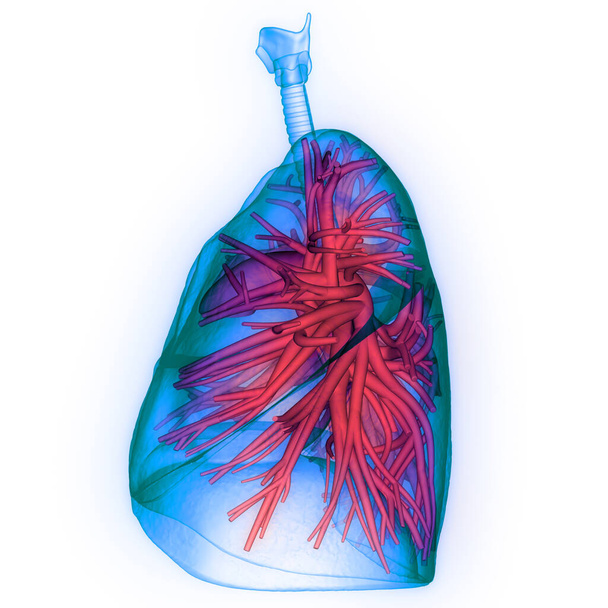 Emberi légzőszervi Tüdő Anatómia. 3D  - Fotó, kép