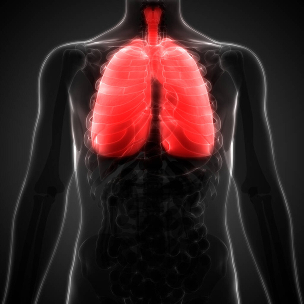 Emberi légzőszervi Tüdő Anatómia. 3D  - Fotó, kép