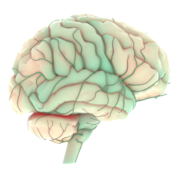 2központi szerv az emberi idegrendszer agyi anatómiája. 3d - Fotó, kép