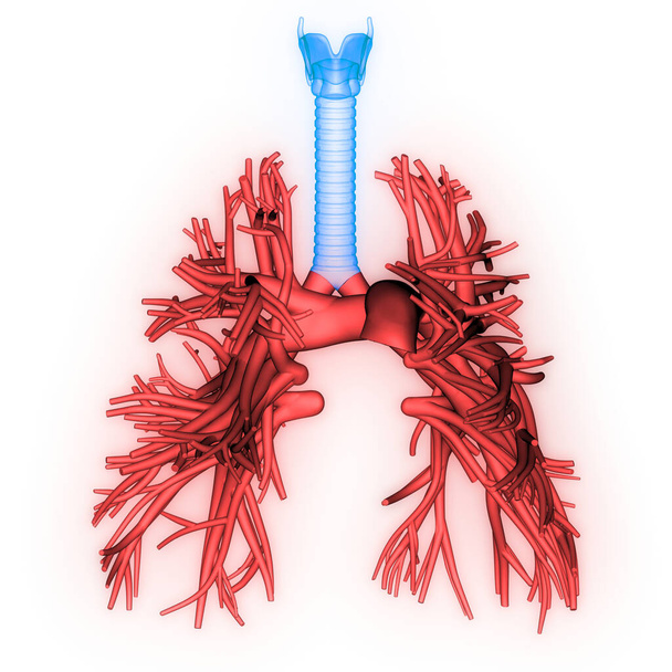İnsan Solunum Sistemi Akciğerleri Anatomisi. Üç Boyut  - Fotoğraf, Görsel