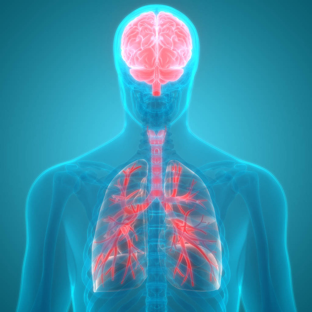 Anatomie plic lidského dýchacího ústrojí. 3D  - Fotografie, Obrázek