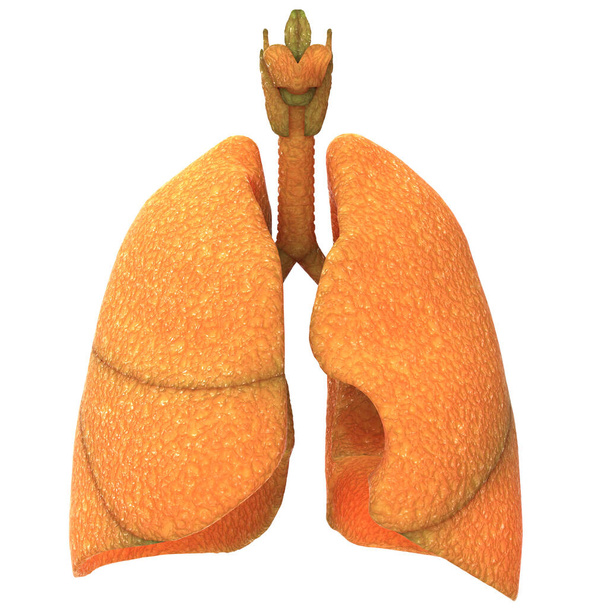 İnsan Solunum Sistemi Akciğerleri Anatomisi. Üç Boyut - Fotoğraf, Görsel
