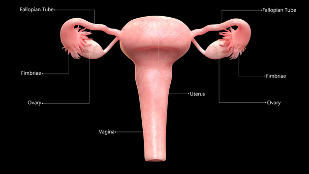 Anatomie des weiblichen Fortpflanzungssystems. 3D - Foto, Bild