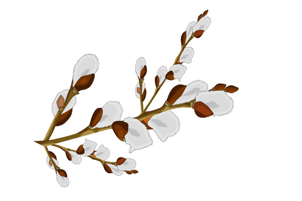 Pussy willow branches isolated on white background.  - Vector, Image