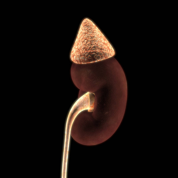 Νεφροί του ουροποιητικού συστήματος Ανατομία. 3d - Φωτογραφία, εικόνα