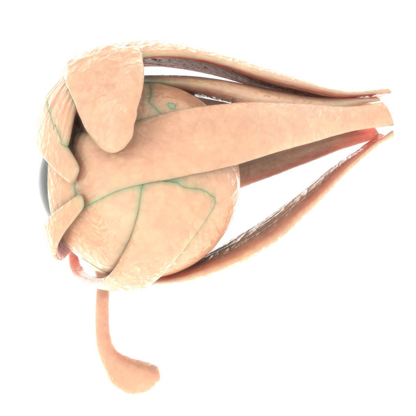 Human Organs Anatomy (Eye). 3D - Photo, Image