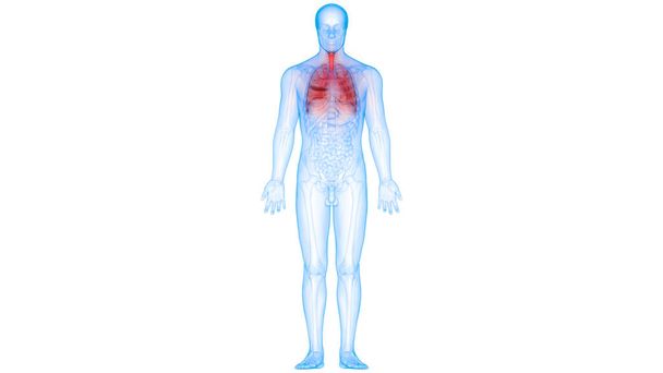 Anatomie van het menselijk ademhalingssysteem. 3D  - Foto, afbeelding