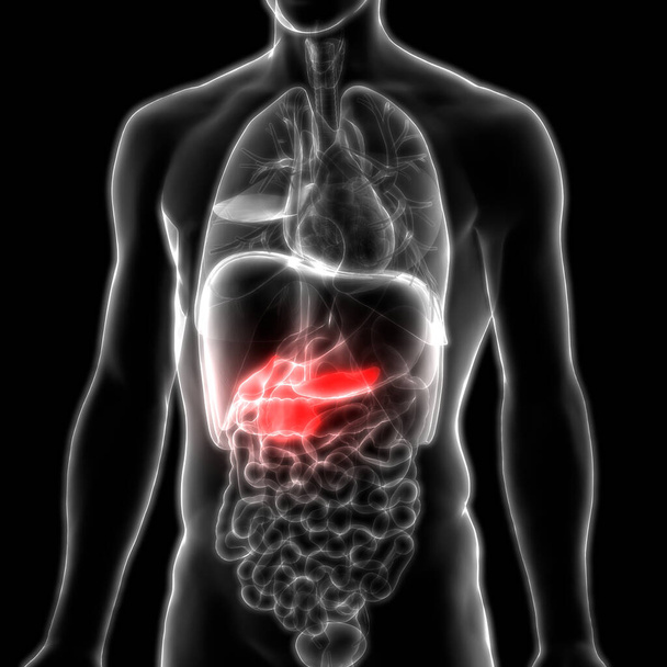 Human Internal Digestive Organ Gallbladder Anatomy (en inglés). 3D
 - Foto, imagen