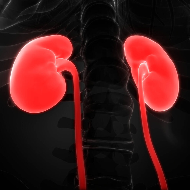 Urinary System Kidneys Anatomy. 3D - Фото, зображення