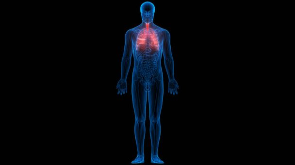 Anatomia polmonare del sistema respiratorio umano. 3D  - Foto, immagini