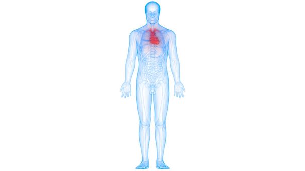 Sistema Circulatorio Humano Anatomía del Corazón. 3D - Foto, imagen