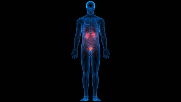Sistema Urinário Humano Rins com Anatomia da Bexiga. 3D  - Foto, Imagem
