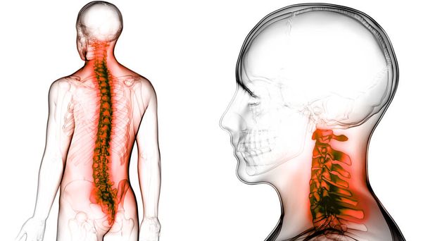 Colonna vertebrale dell'anatomia del sistema scheletrico umano. 3D
 - Foto, immagini