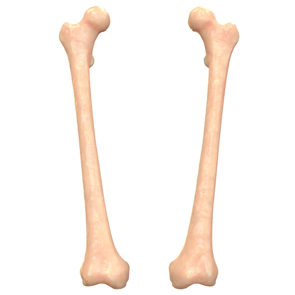 Lidská kostra Nohy klouby Anatomie - Fotografie, Obrázek