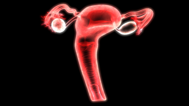 Анатомия женской репродуктивной системы. 3D - Фото, изображение