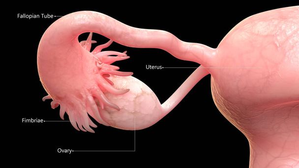 女性生殖系の解剖学。3D - 写真・画像