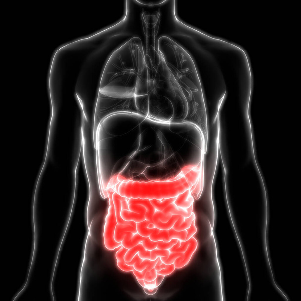 Sistema digestivo humano Anatomía del intestino delgado y grueso. 3D
  - Foto, imagen