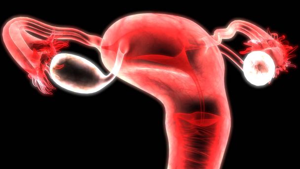 Anatomia żeńskiego układu rozrodczego. 3D - Zdjęcie, obraz