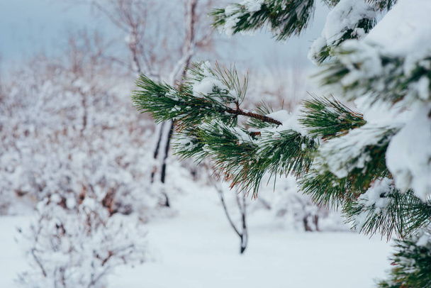 Sněhem pokrytá vánoční větev se jasně rýsovala proti světlým tónům sněhem pokryté scény. Kopírovat místo pro text. - Fotografie, Obrázek