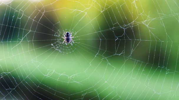 野生動物クモは緑の背景に織り込まれた網の中央に座っています - 写真・画像