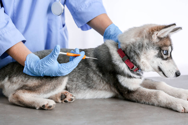 Veterinarian microchipping cute puppy in clinic - Foto, immagini