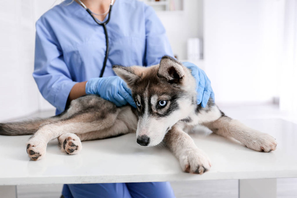 Veterinarian examining cute husky puppy in clinic - Фото, изображение