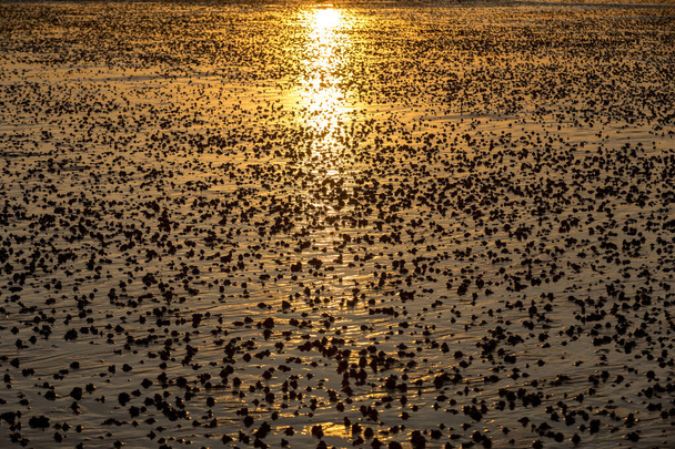 日没時の太陽の光を反射するビーチ抽象的で湿った砂  - 写真・画像