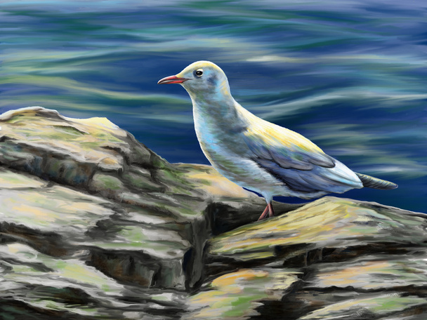Seagull - Zdjęcie, obraz
