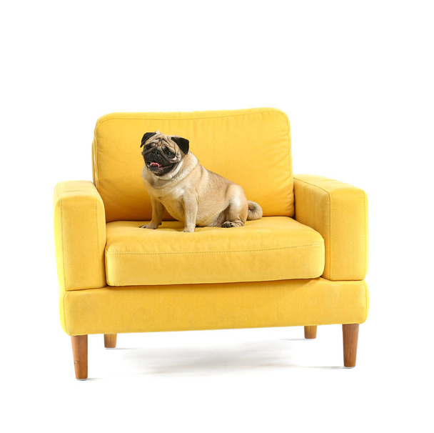Cute pug dog on armchair against white background - Foto, afbeelding