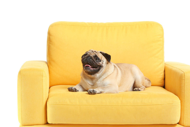 Cute pug dog on armchair against white background - Foto, Imagen