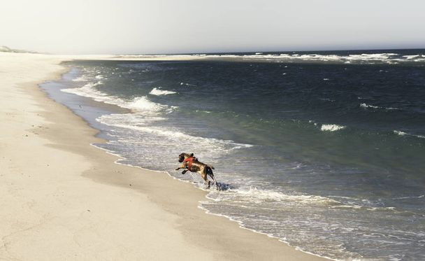 Ηλιόλουστη παραλία τοπίο ημέρα. Καλοκαιρινές διακοπές στη Βόρεια Θάλασσα - Φωτογραφία, εικόνα