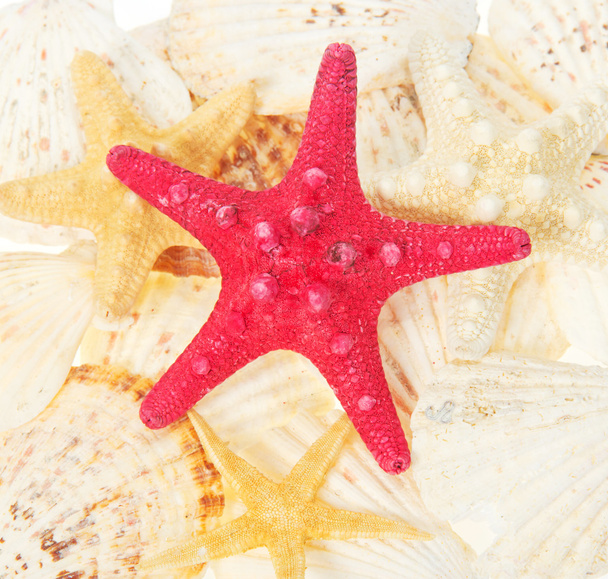 Starfishes and cockleshells. Background - Valokuva, kuva