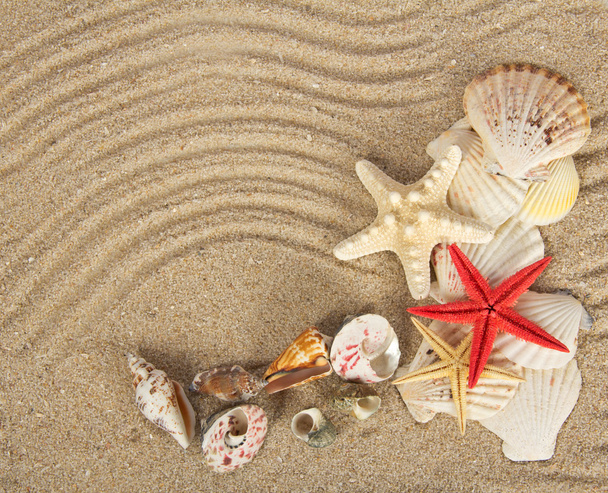 Beautiful cockleshells and starfishes on sand - Фото, зображення