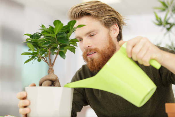 taking care of a bonsai - Фото, зображення