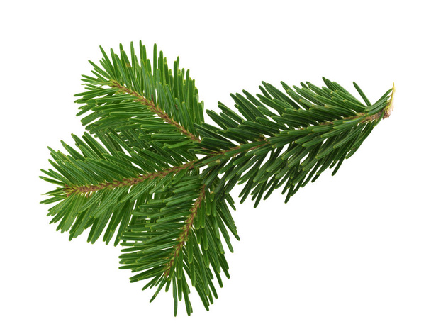 Fir tree isolated on white background - Photo, Image