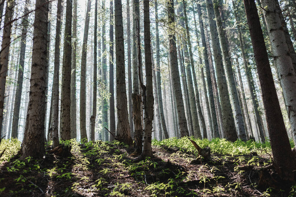 Arbres forestiers boisés rétroéclairés par la lumière du soleil. Soleil éclairant les branches des arbres
 - Photo, image
